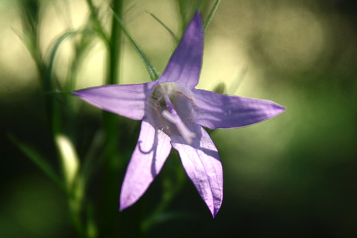 Campanula rapunculus